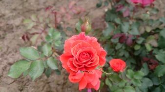 rose flower in the park close-up on blurred background