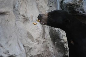 young black bear wildlife