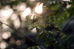 Green leaves in nature under the sunshine