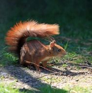 red squirrel with bushy tail on ground