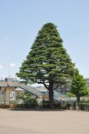 Tree in Tokyo,Japan