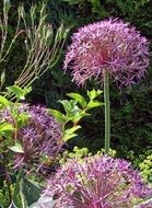 Purple ornamental onion flowers