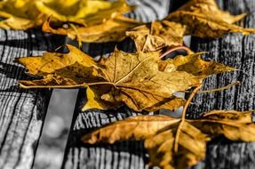 autumn leaves on a wooden surface close-up