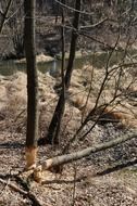 trees near the spring