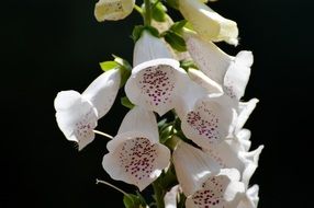 white flower of the summer