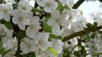 amazing flowering aple tree