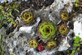 succulent plants on a stone