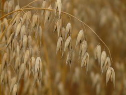 oats on the stems close-up