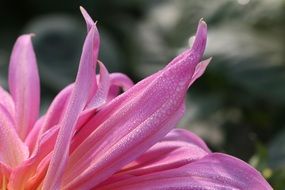 pink dahlia petals