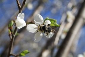 Honey bee on a cherry flower