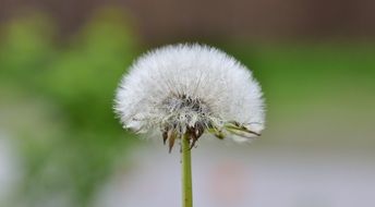 dandelion white seeds closer