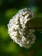 side view on lush white flower in the blurry background