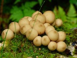 round fungi in forest