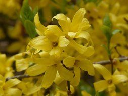bloom of forsythia