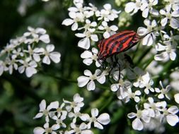 striped red and black bug in wildlife