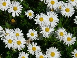 top view of white daisy in the meadow