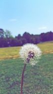 dandelion filtered picture