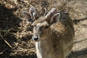 male fallow deer