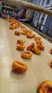 processing of colorful, ripe peaches on the conveyor belt