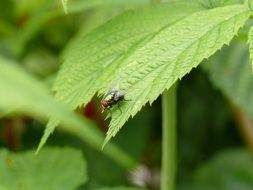 incomparable fly insect