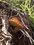 hidden fungus