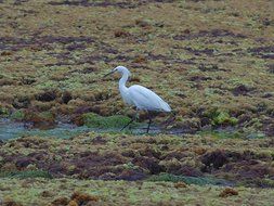 lonely heron in the swamp