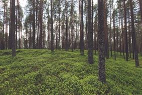 green cover in coniferous forest