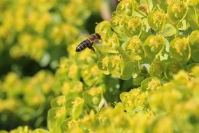 macro view of bee on green spring blossoms