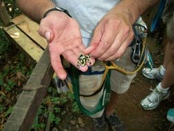 costa rica tropical frog in hands close-up