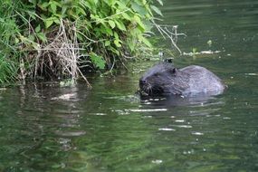 beaver in its natural environment