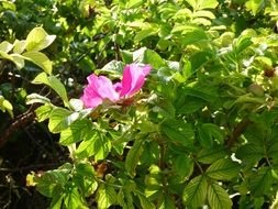 terrific pink hedge