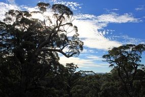 blue sky in white clouds above the forest