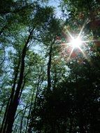 Light and shadow in the forest
