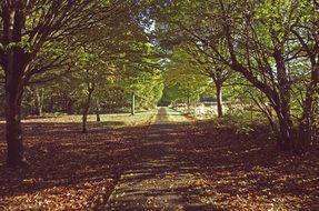 nature trees path