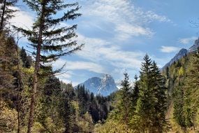 Landscape with the forest in Slovenia