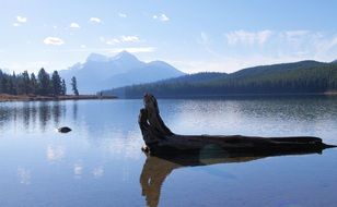 floating log on Malinje lake, Canada