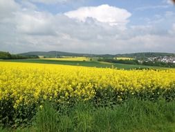 landscape of Yellow rapeseed field in nature