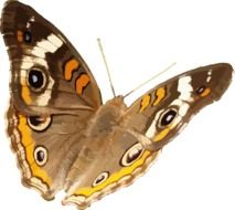 butterfly colors