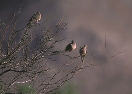 pigeons sit on the branches of a tree on a background of fog