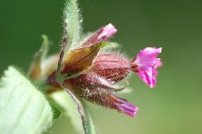 growing pink plant in spring