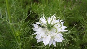 spectacular beautiful white flower