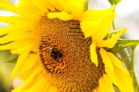 Insect on the colorful core of a beautiful yellow sunflower