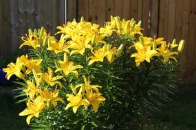 yellow lilies flower
