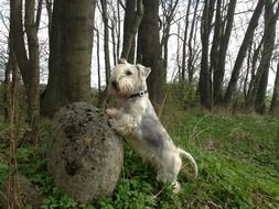 cesky Terrier near a stone in the forest