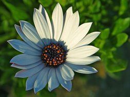Beautiful blooming white and orange daisy flower under the light and shadow