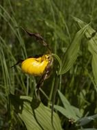 yellow lady slipper flower on the meadow