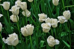 white blooming tulips in the flowerbed