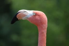head and neck of pink flamingo