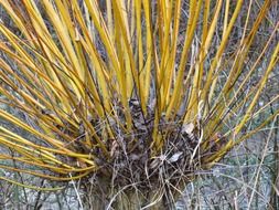 growing tree on pasture