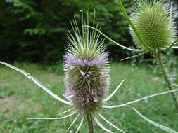 thistle flower plant nature violet